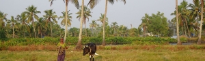 Pure-Kerala-Tours-banner-cow-palms