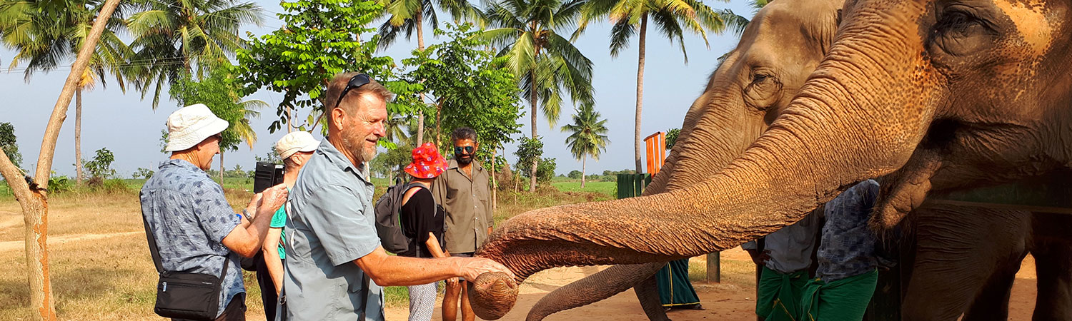 Pure-Kerala-Tours-banner-feeding-elephants