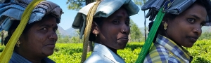 Pure-Kerala-Tours-banner-tea-pickers